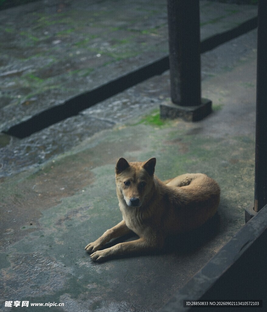 雨中静卧的棕色流浪狗