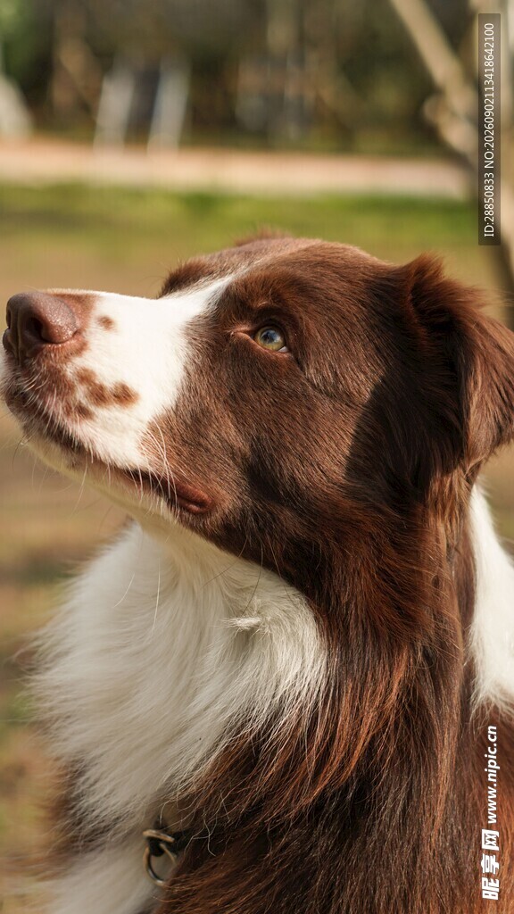 仰望的边境牧羊犬