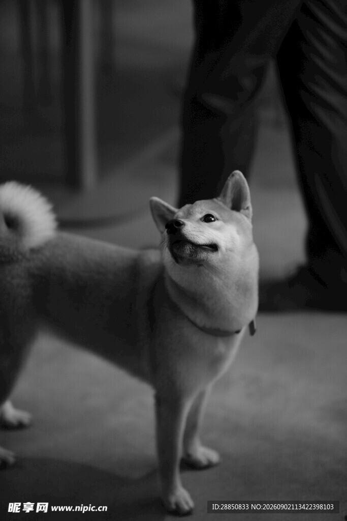 可爱柴犬站立模样