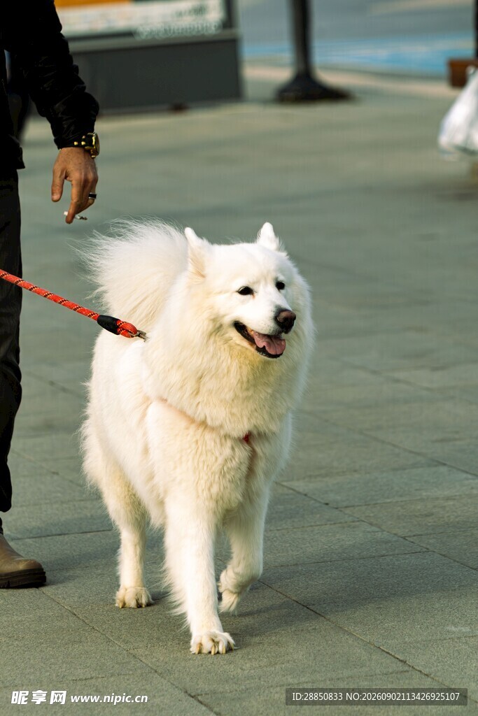 海边遛萨摩耶犬