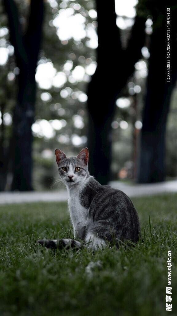 草地上的可爱猫咪