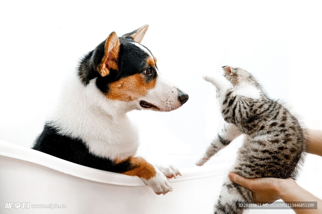 狗狗猫咪互动温馨瞬间
