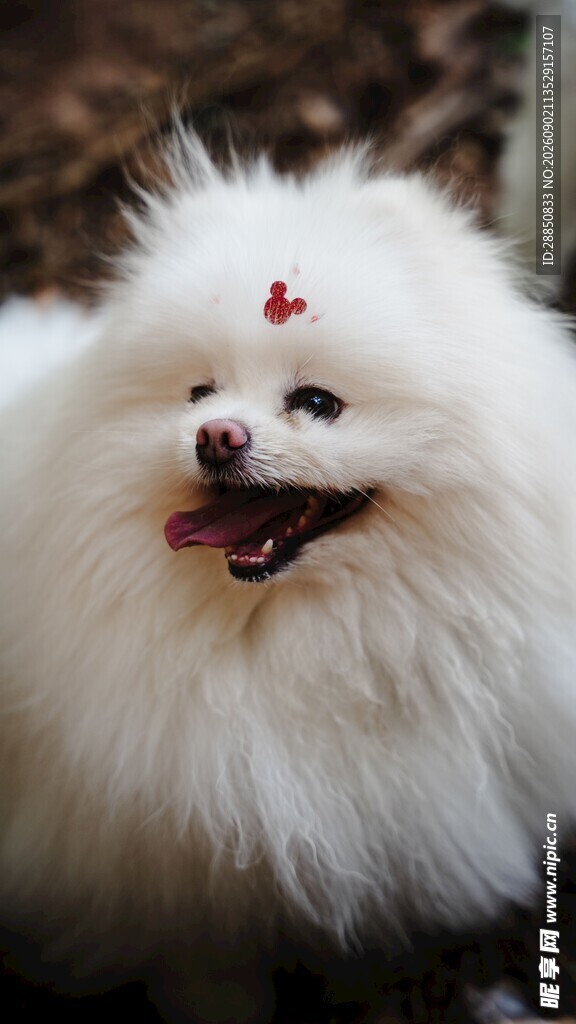 可爱博美犬头顶小红心