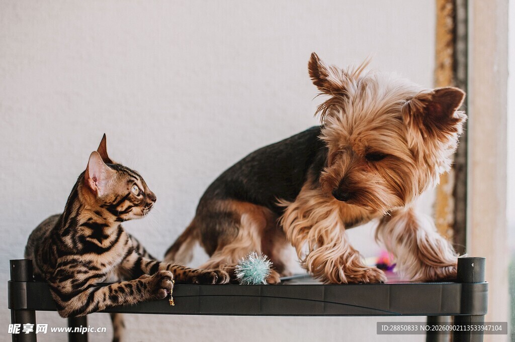 猫咪与约克夏同框玩耍