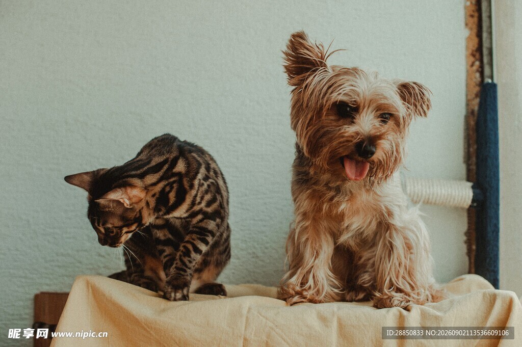 猫咪与小狗同框的温馨画面