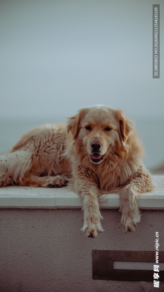 趴在窗台的可爱金毛犬