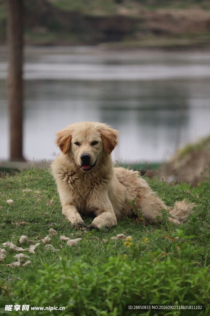 草地上的可爱金毛幼犬