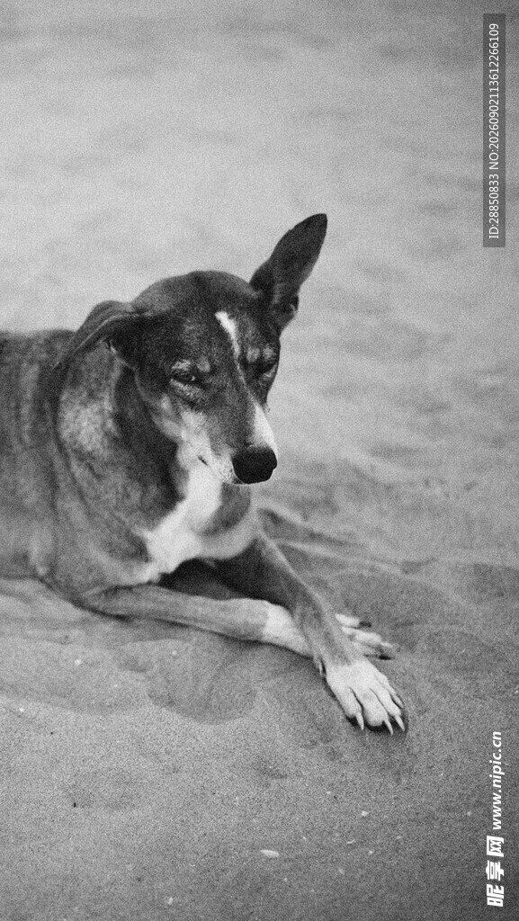 趴着的黑白相间宠物犬