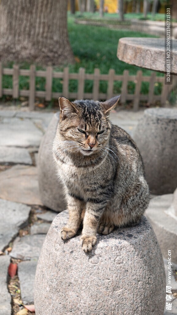 石墩上的猫咪