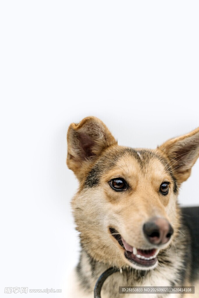 可爱微笑的混种犬