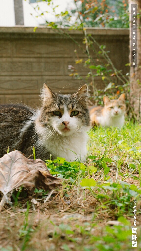 草丛中的可爱猫咪