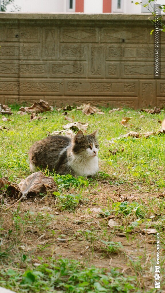 草地上休憩的两只猫咪