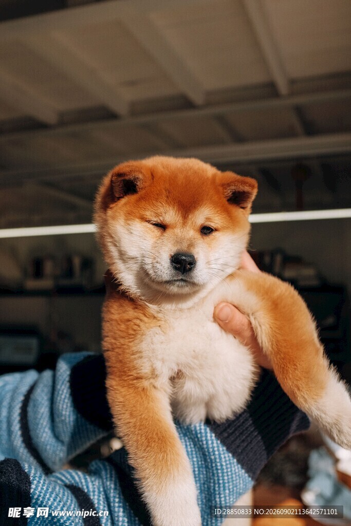可爱柴犬被温柔抱在怀中