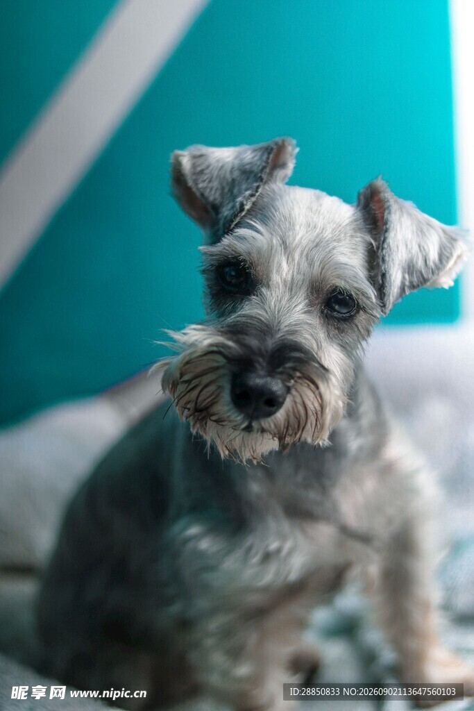 可爱雪纳瑞犬萌态瞬间