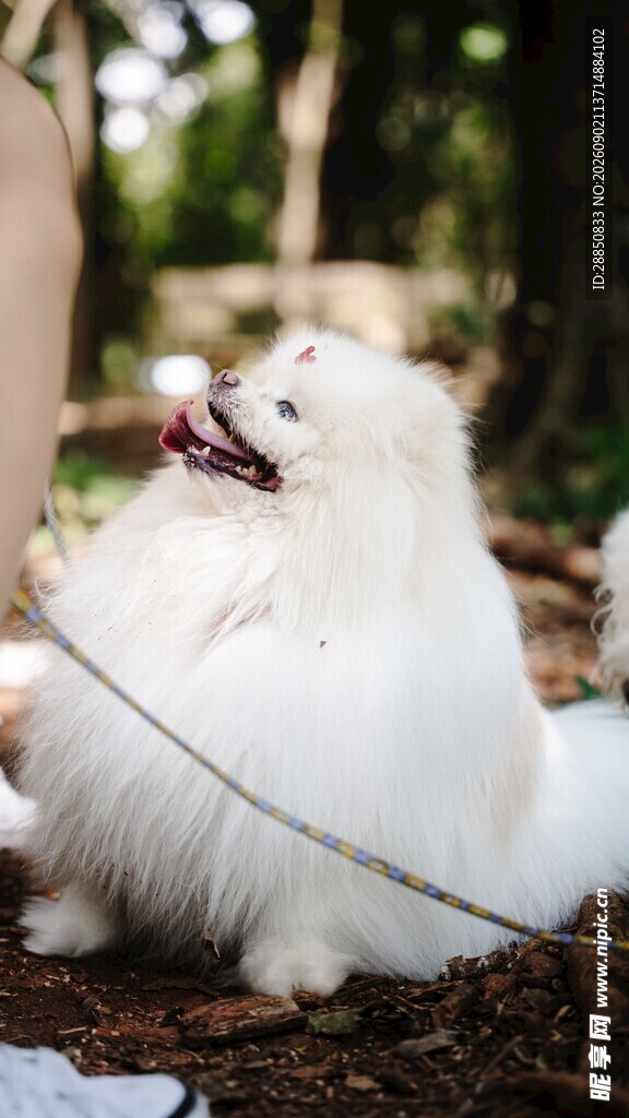 可爱白犬被牵引于户外
