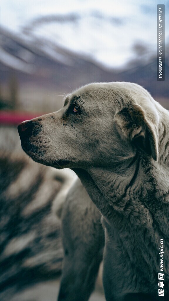 凝望远方的金毛犬