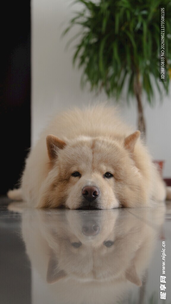 趴着的松狮犬
