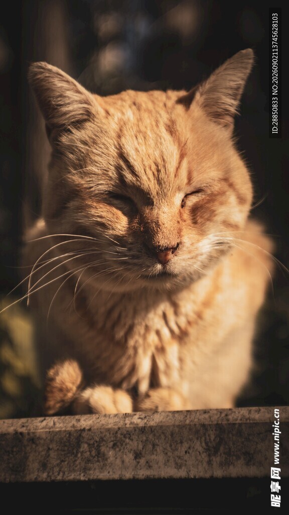 慵懒橘猫惬意休憩