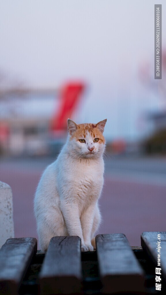 长椅上的可爱猫咪