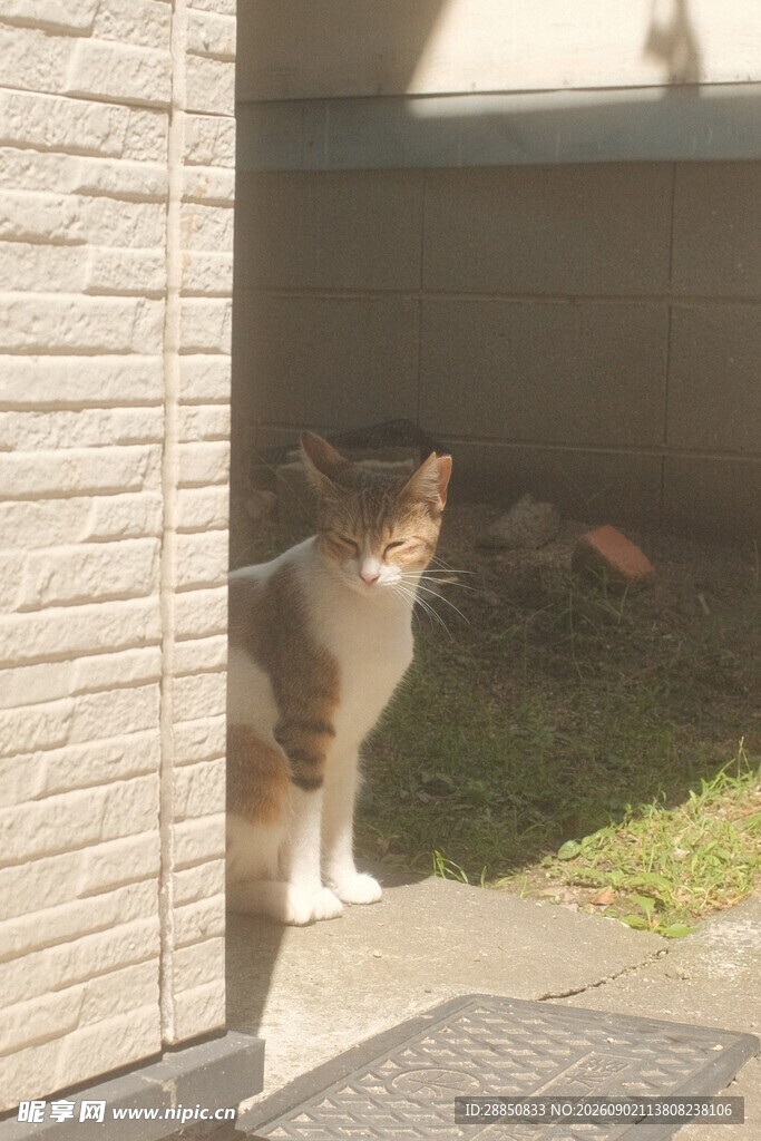 墙边探头的可爱猫咪