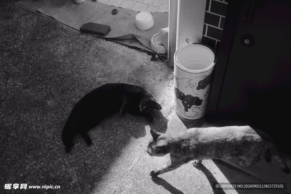 两只猫咪亲昵互动场景