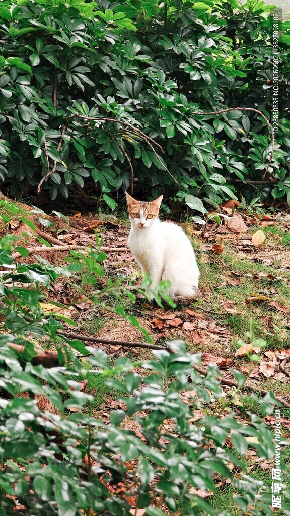 草丛中的白色猫咪