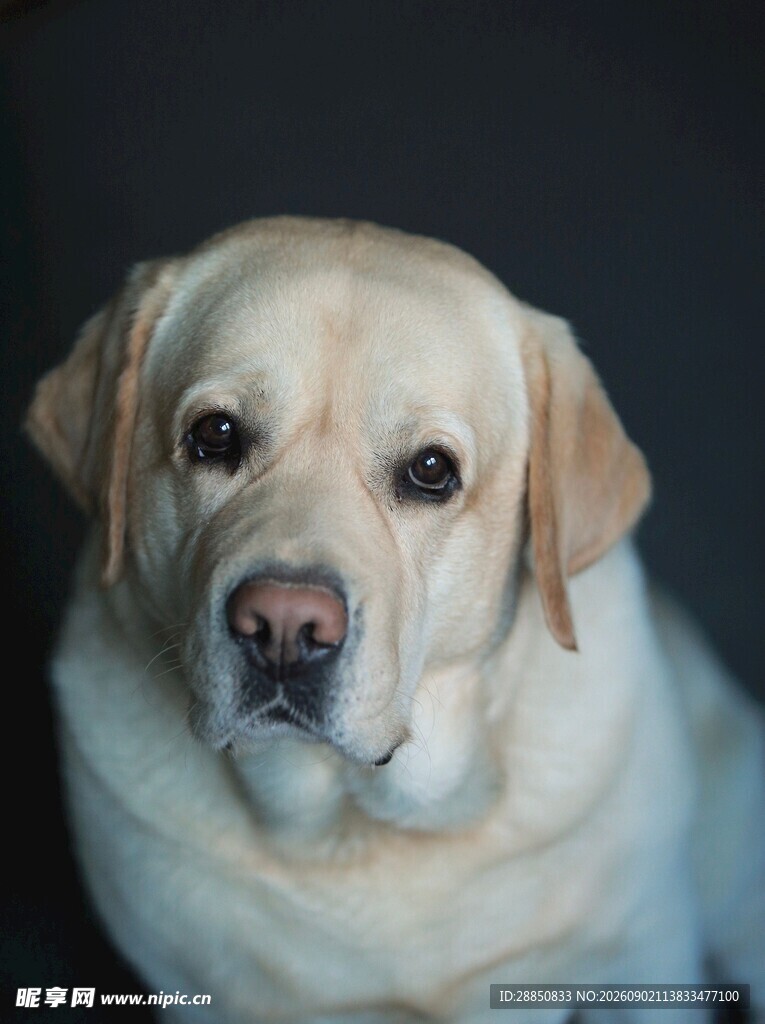 可爱拉布拉多犬正面照
