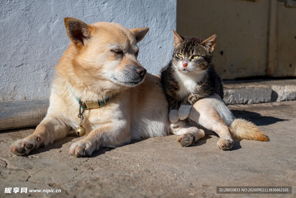 猫狗依偎的温馨瞬间