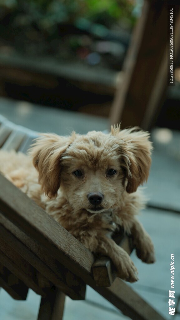 可爱小狗趴在木质平台上