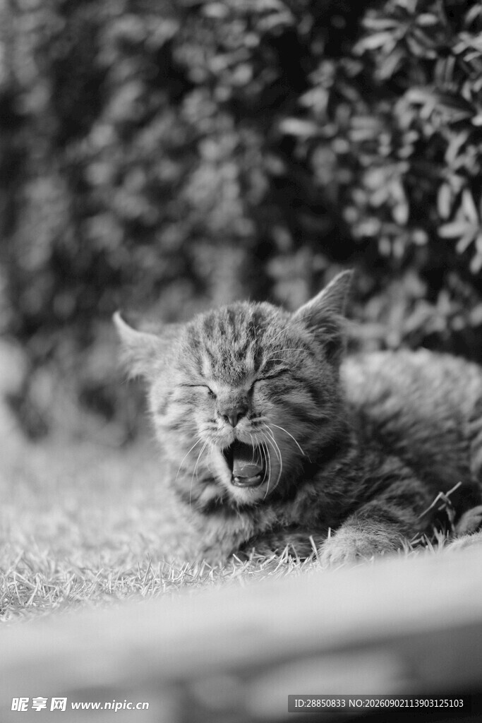 打哈欠的猫咪