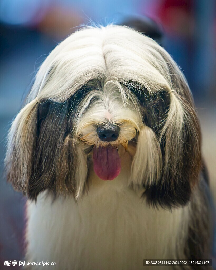 可爱长毛犬吐舌卖萌