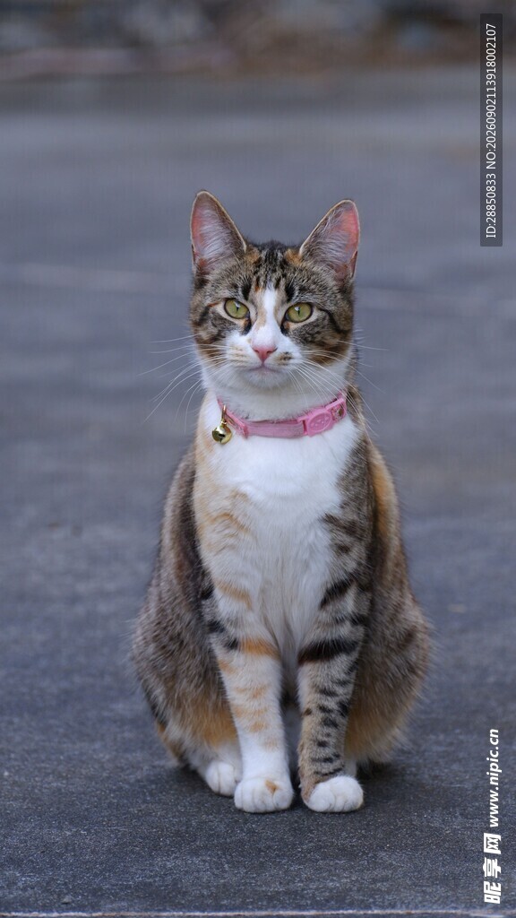 戴项圈的三色猫咪