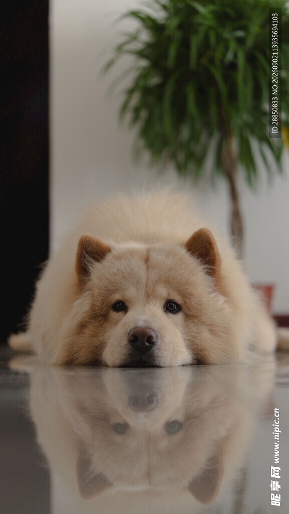 趴着的可爱松狮犬