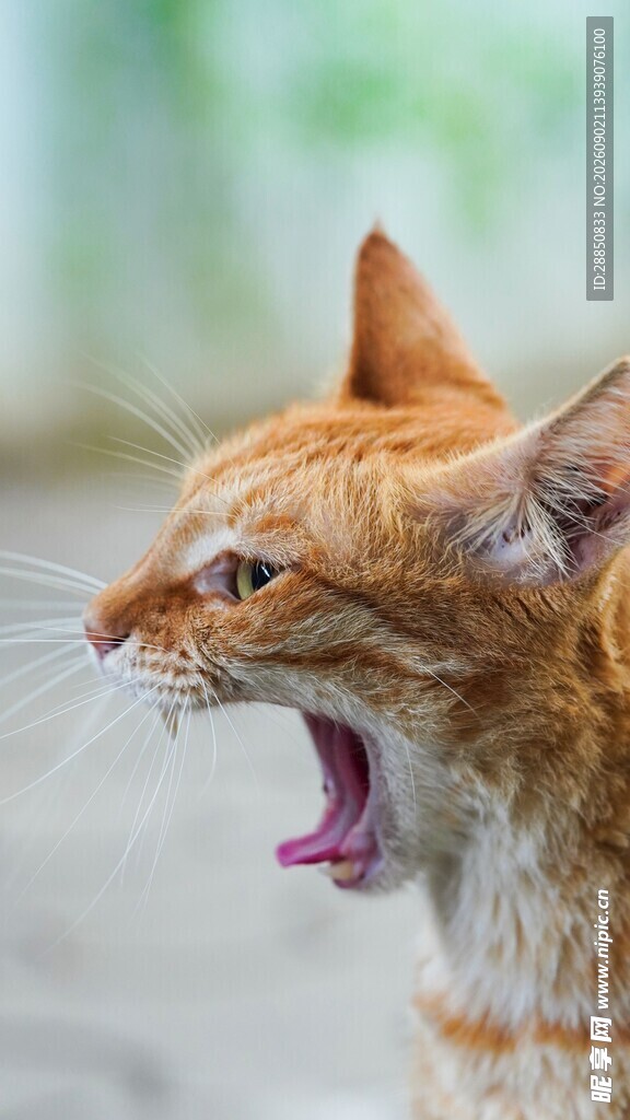 张嘴怒吼的橘猫
