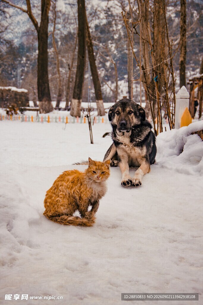 雪地中猫与狗的对视时刻