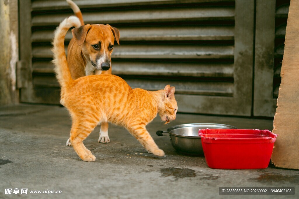 猫犬同框互动场景