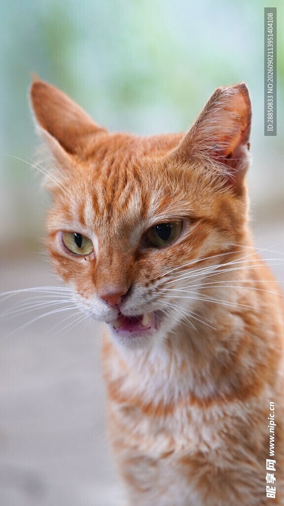 张嘴的橘猫