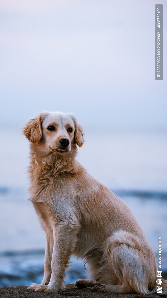 海边的金毛犬