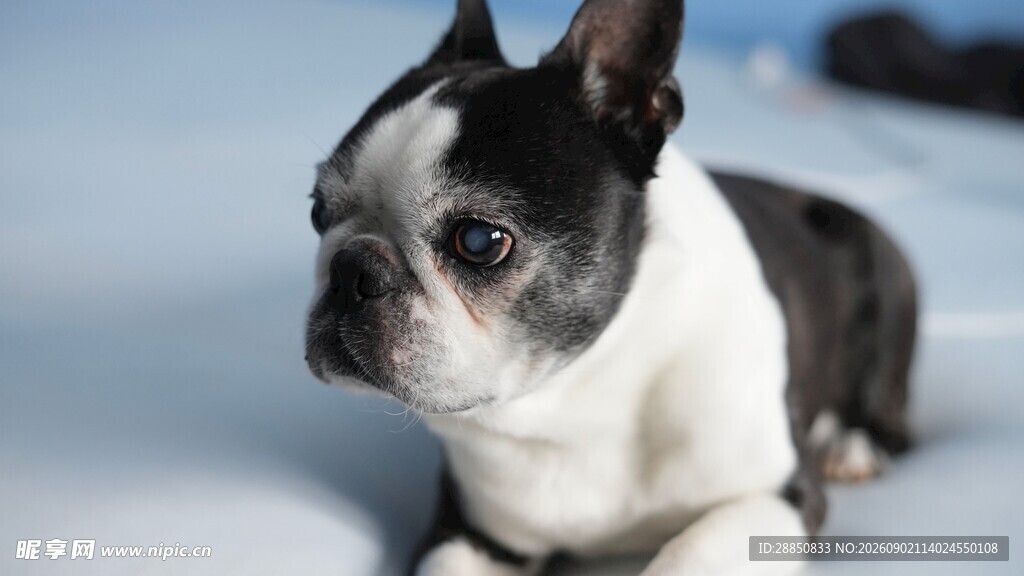 可爱波士顿梗犬安静趴卧