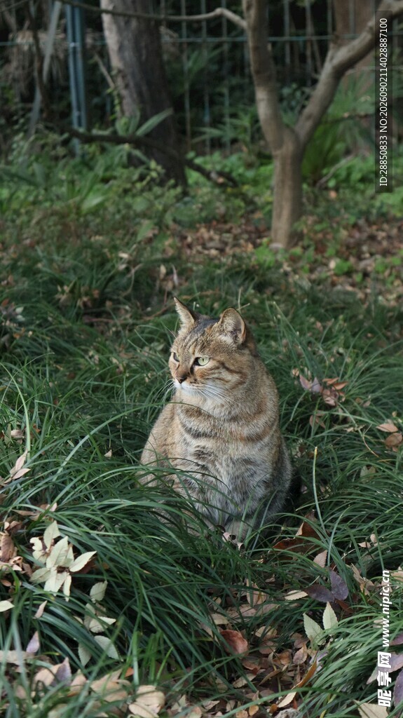 草丛中的猫咪