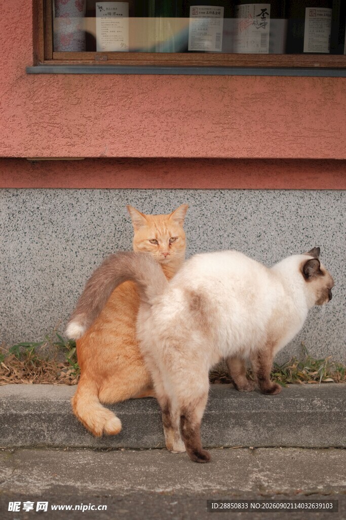 两只猫咪在户外的场景