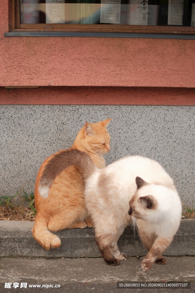两只猫咪街头亲昵互动