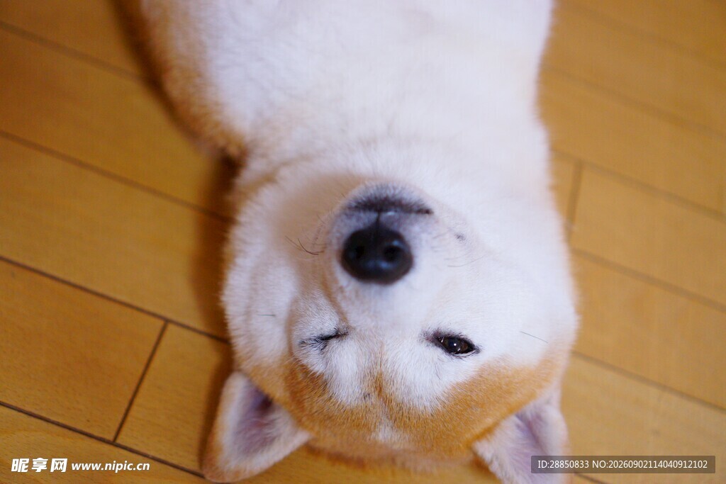 仰头卖萌的可爱柴犬