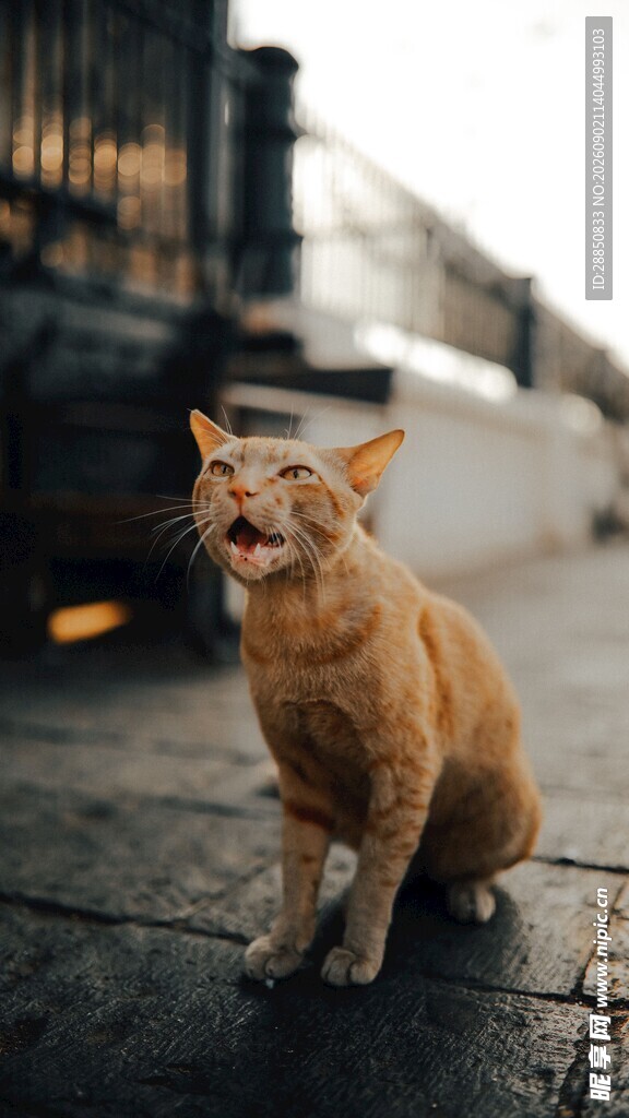 街头橘猫张嘴似在叫唤