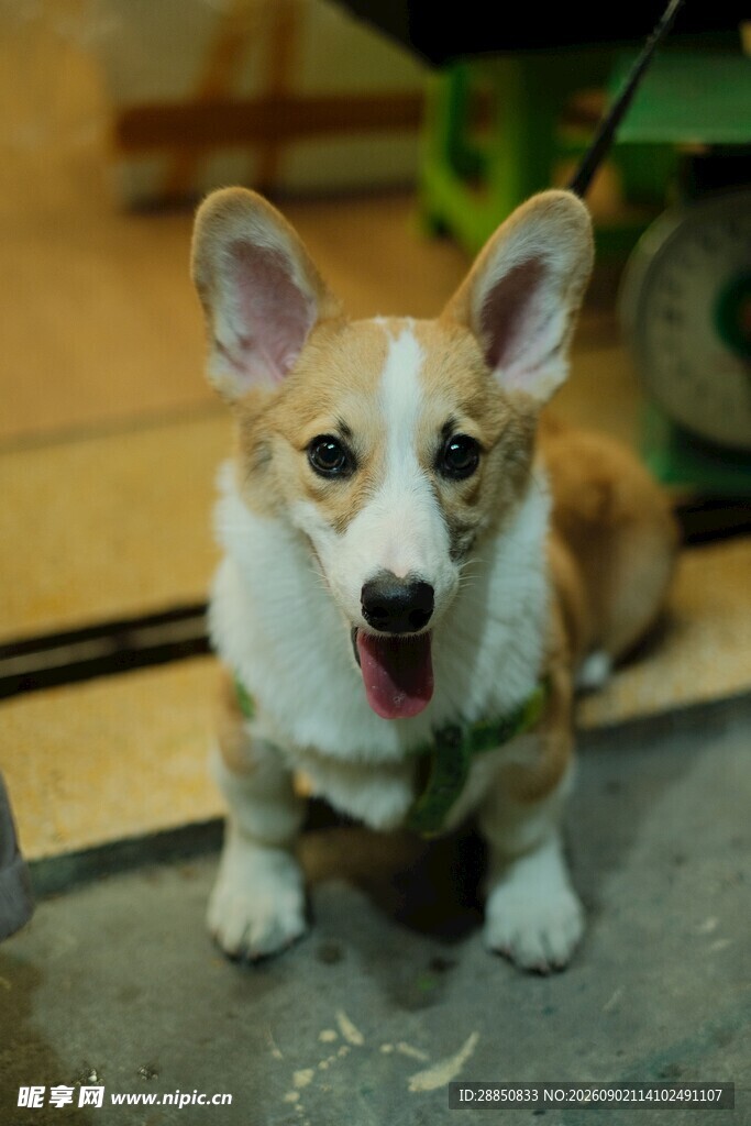 可爱柯基犬乖巧蹲坐