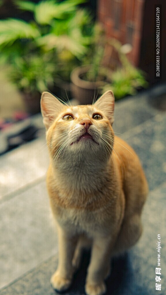 仰头的橘猫