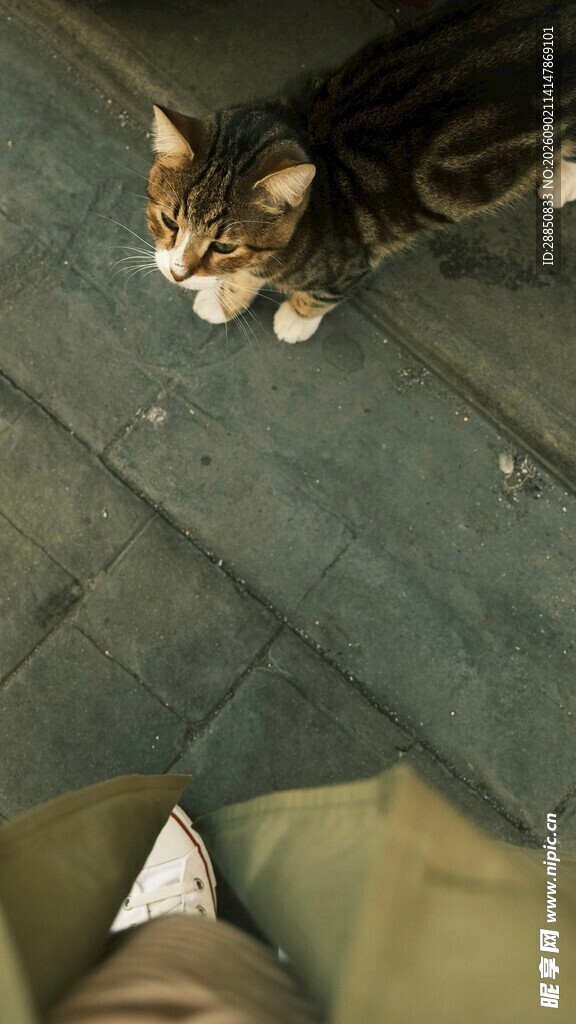 脚边的猫咪