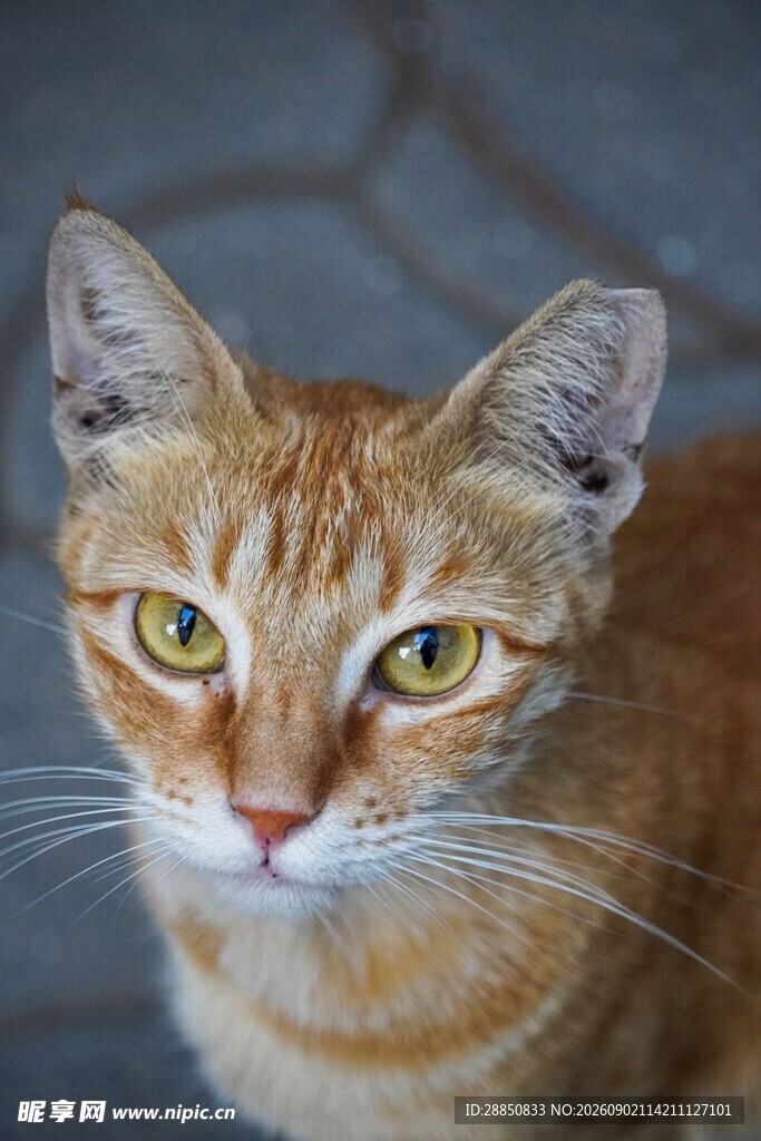 橘猫特写