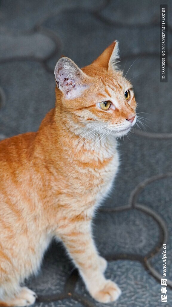 橘猫站立眺望