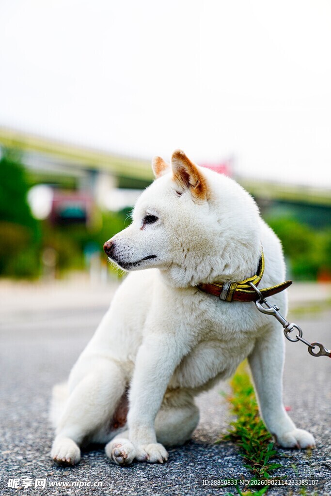 拴着的白柴犬坐于户外